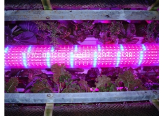 5:1 LED Grow strip light 